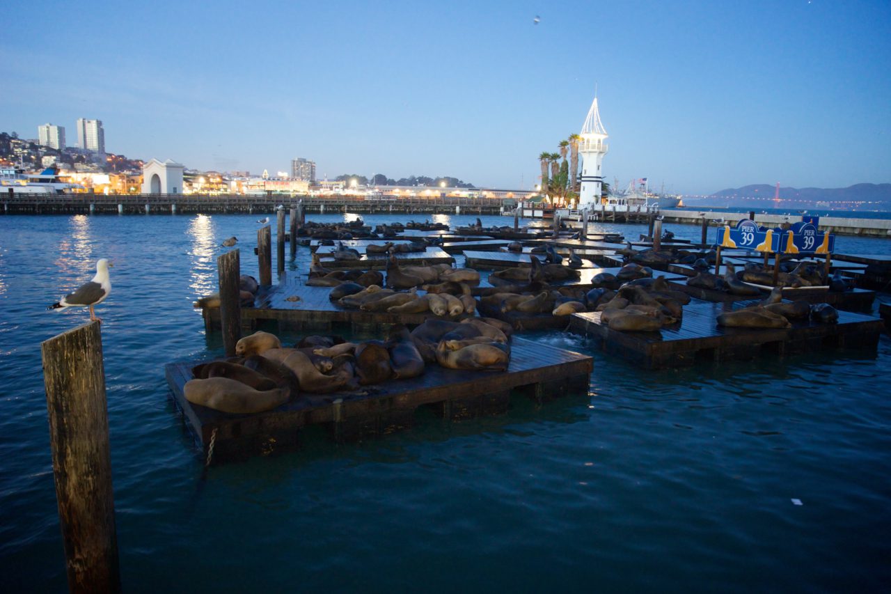 pier 39 sea lions