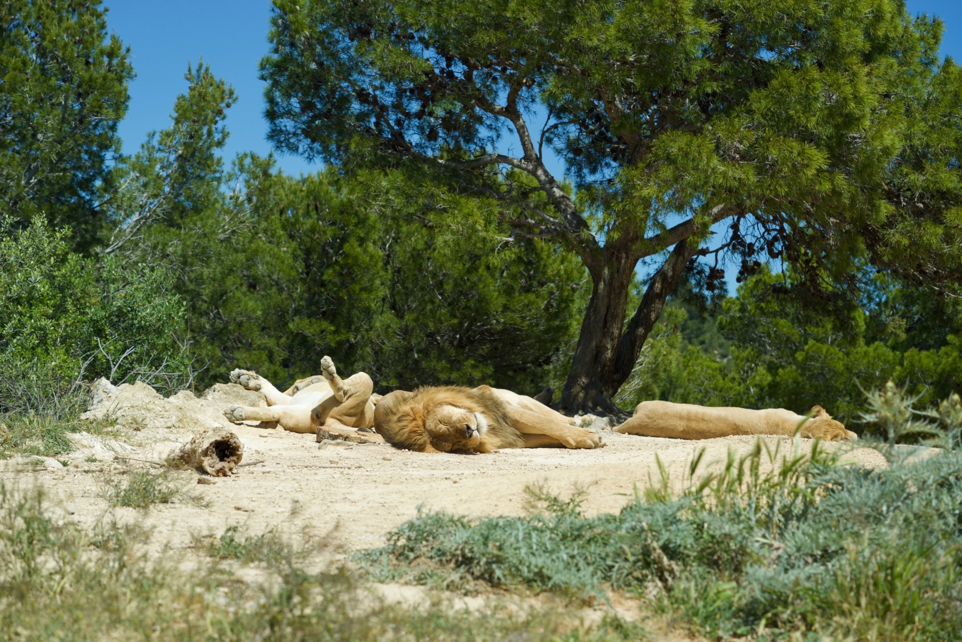 Journée safari en voiture & à pied - Réserve Africaine de Sigean