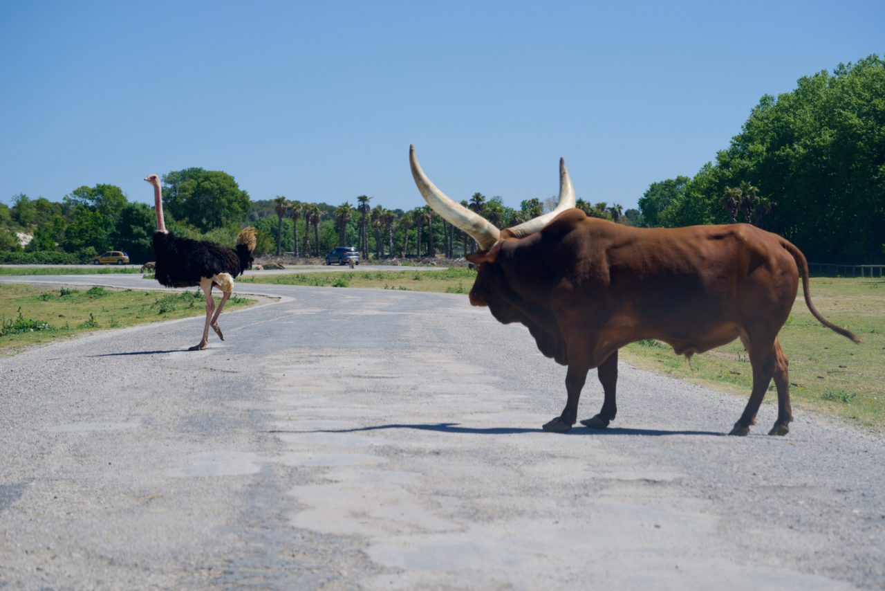 bœuf watussi traverse route autruche