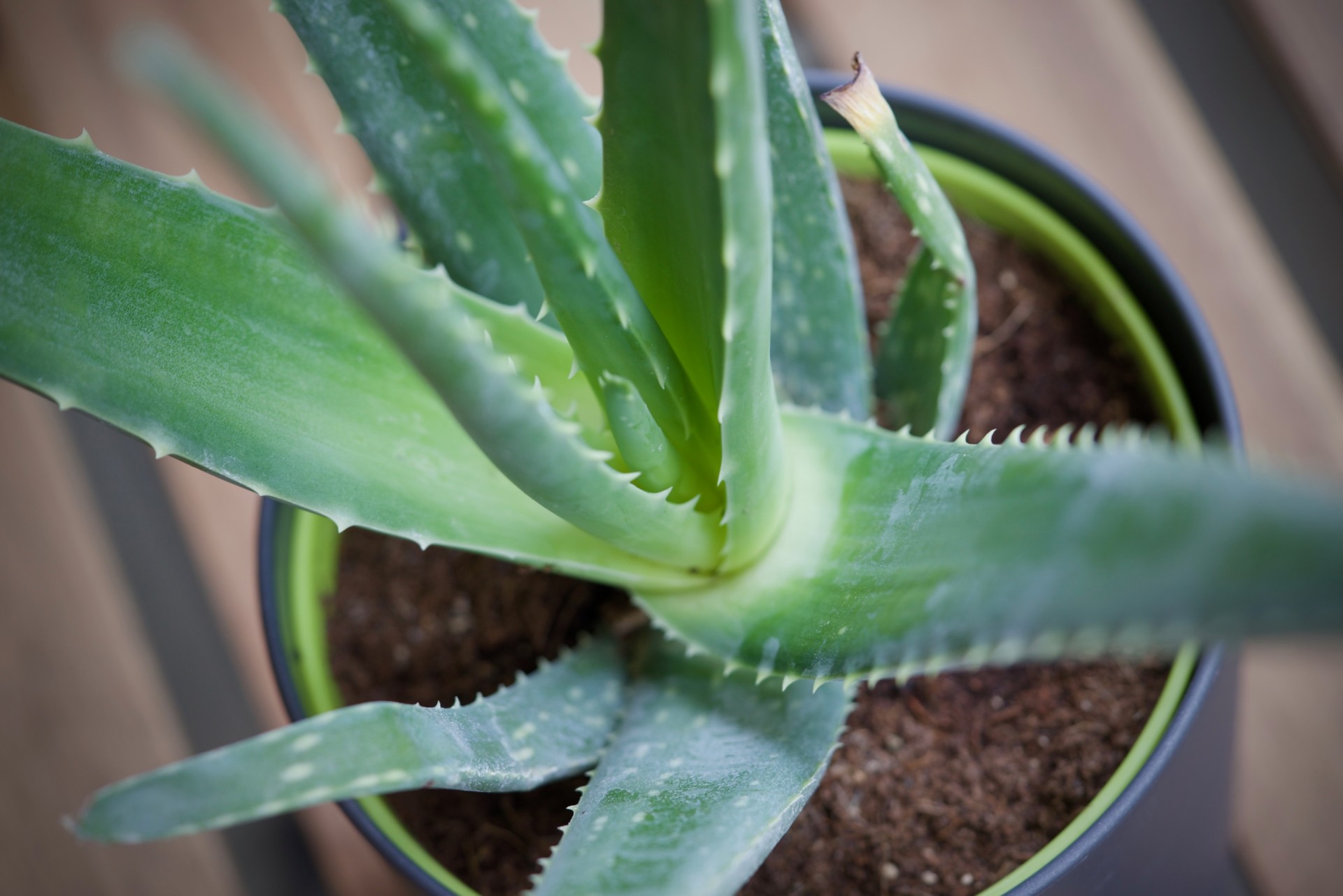 Les Aloe Vera mes nouvelles plantes favorites